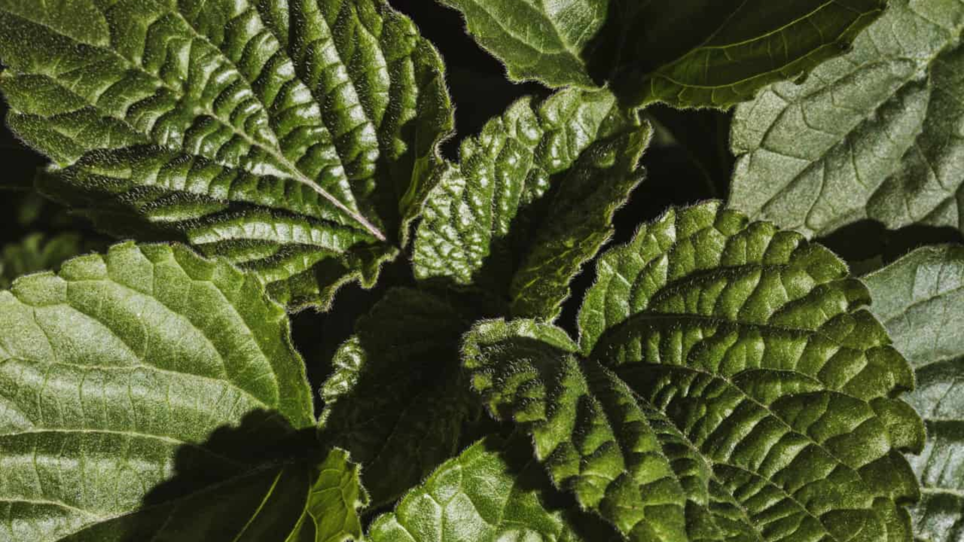 7 Reasons Why Tudei Kava Is the Best