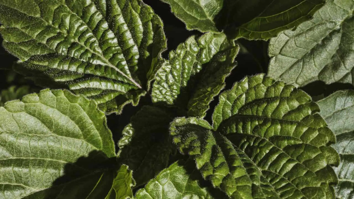 7 Reasons Why Tudei Kava Is the Best