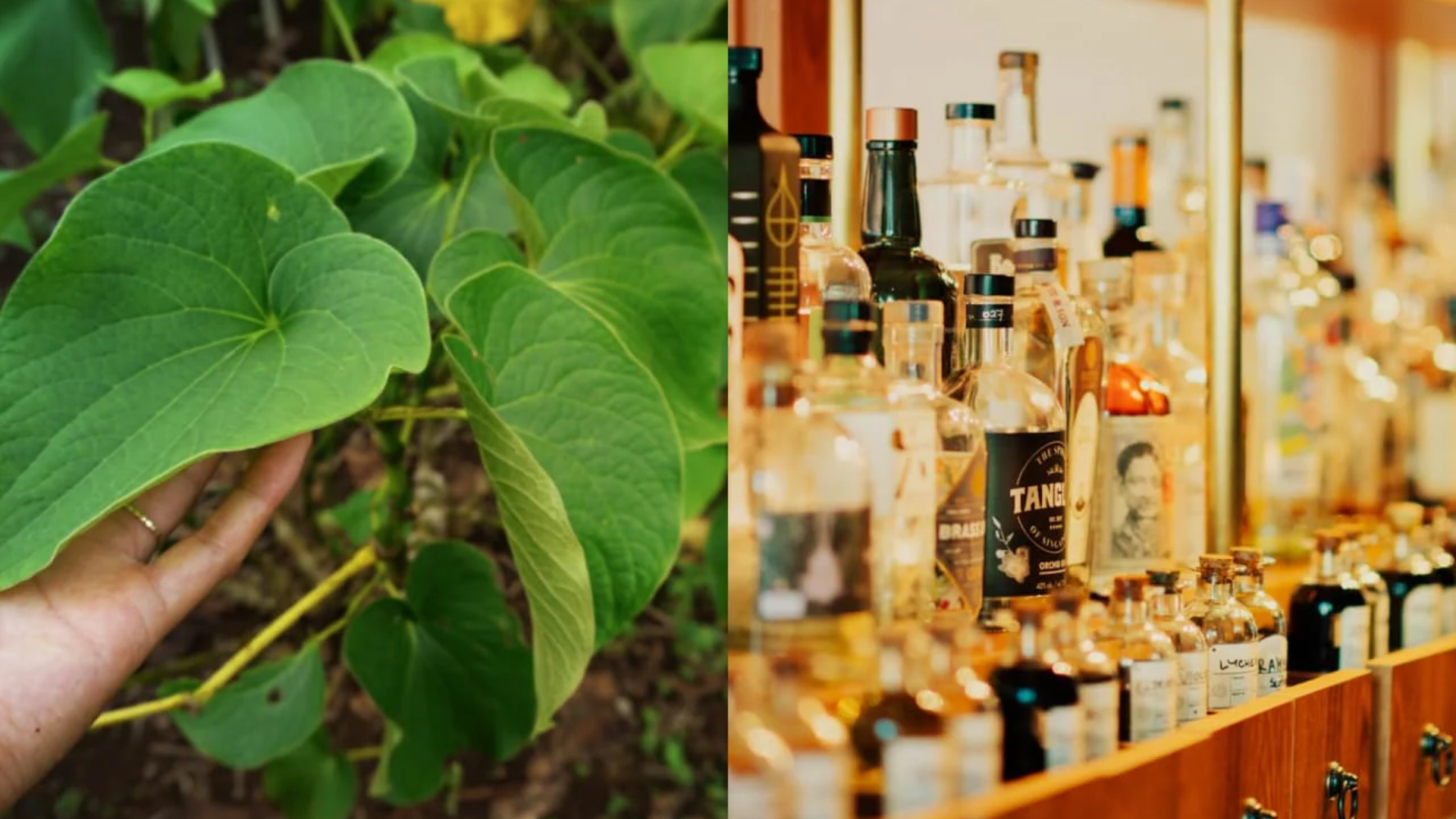 Kava vs. Alcohol: The All-Natural Path to Relaxation