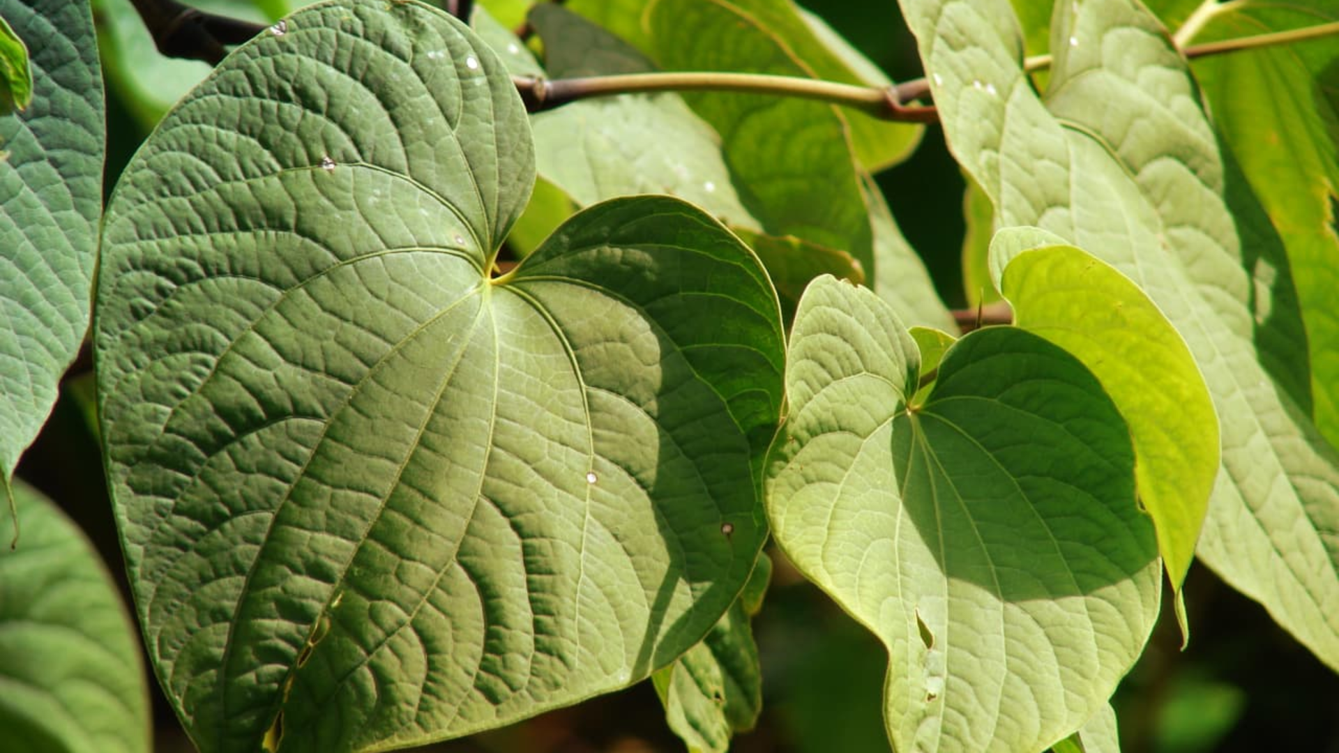 The Relaxation Benefits of Kava: The Science Behind Serenity