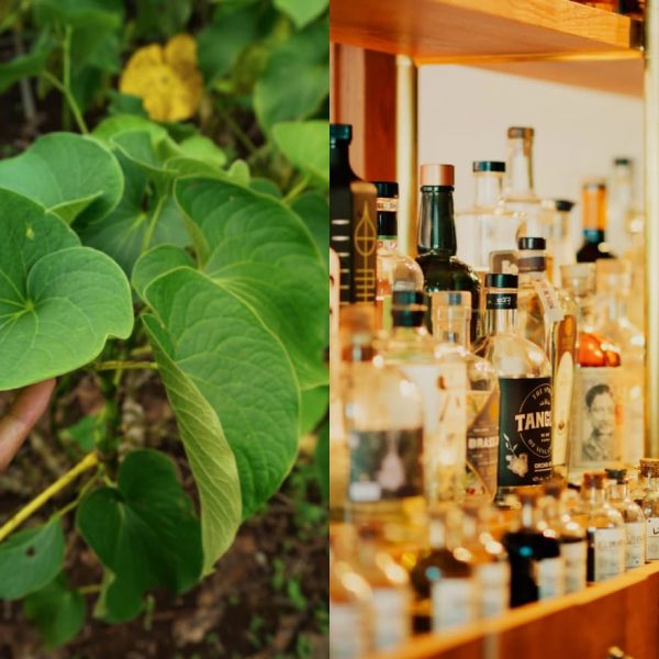 Thumbnail Picture of Kava vs Alcohol The All-Natural Path to Relaxation by Gud Tonics